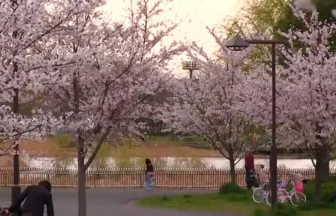 1100本の花が咲く舎人公園千本桜まつり