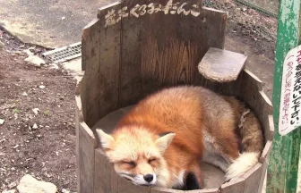 間近で見られる狐専門の動物園 宮城蔵王キツネ村